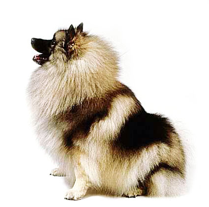 keeshond