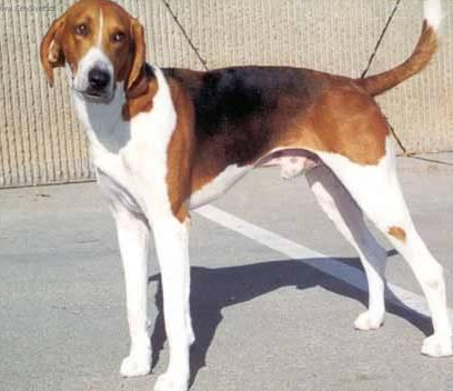 foxhound